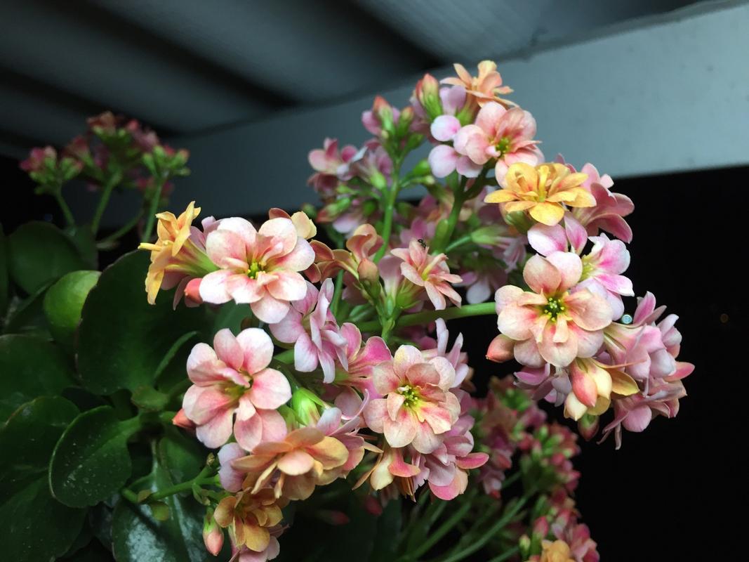 长寿花一年开几次花