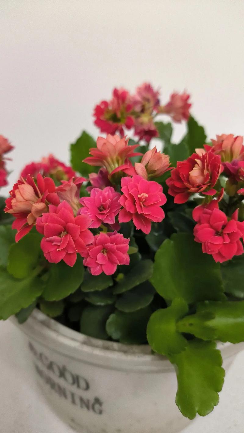 长寿花多久开花一次