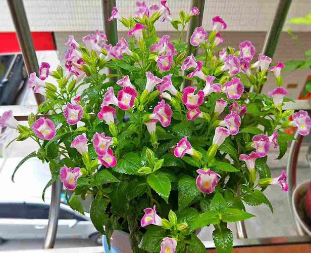 夏日花卉推荐:夏堇的鉴赏与栽培养护