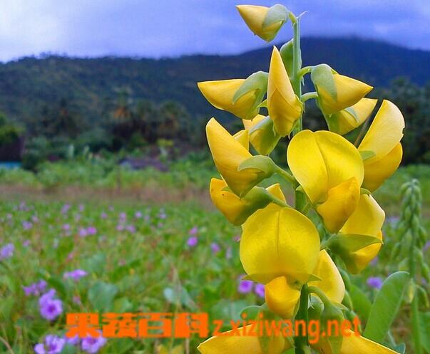 金鱼草和紫罗兰的区别