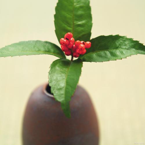 观赏种子植物有哪些