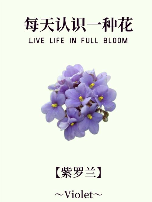紫罗兰的花语是什么?