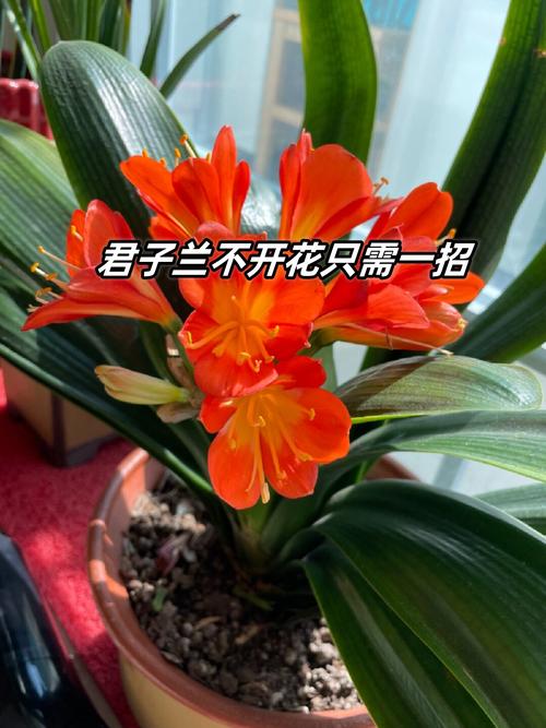 君子兰不是兰花