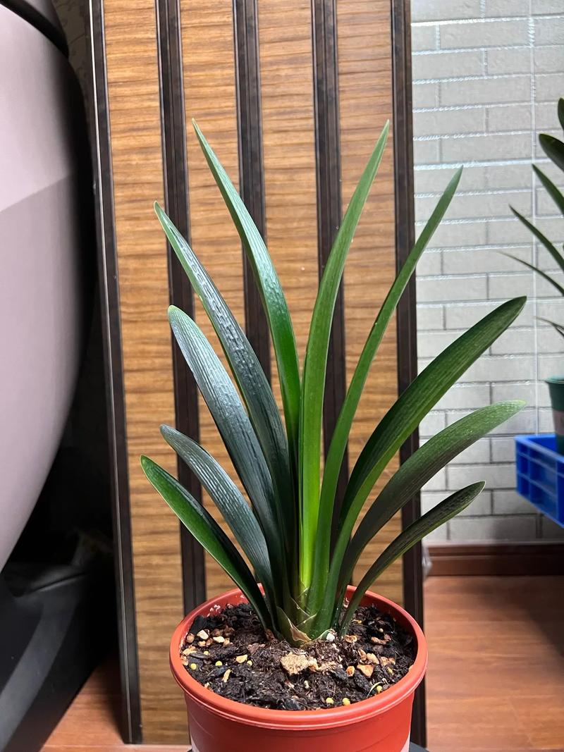 养兰花与养君子兰有区别否