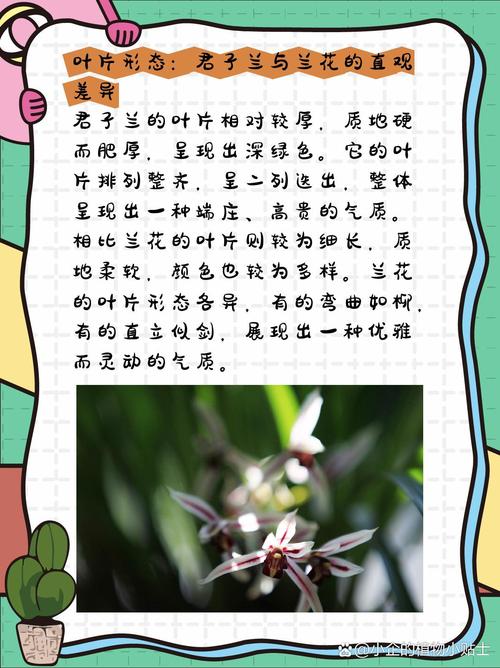 君子兰是兰花的一种吗,君子兰和兰花的区别
