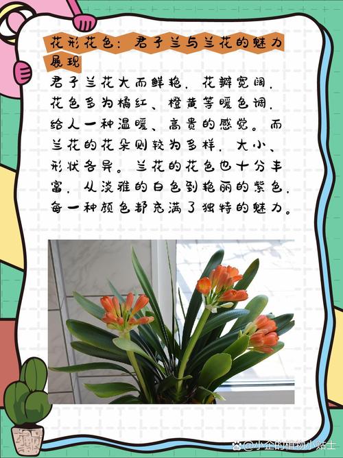 兰花与君子兰的区别
