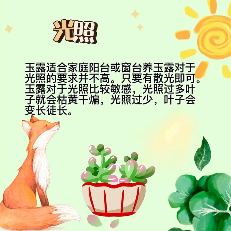 如何养好肉肉植物玉露