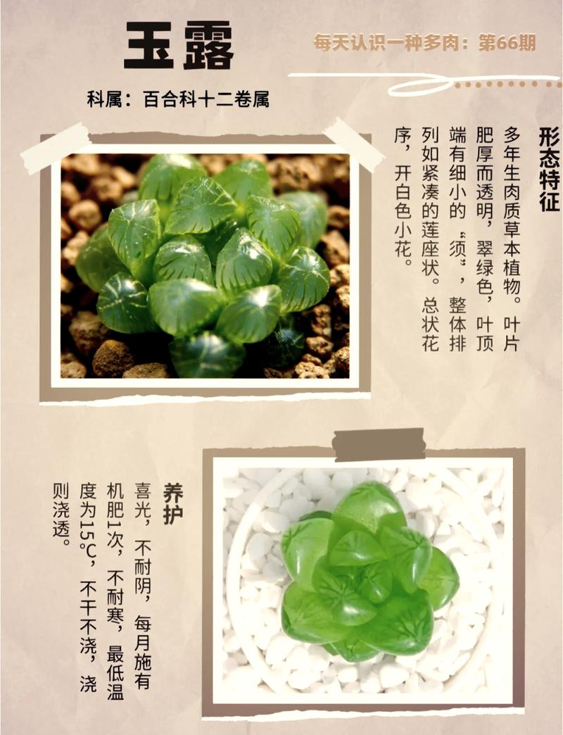 如何养大玉露?