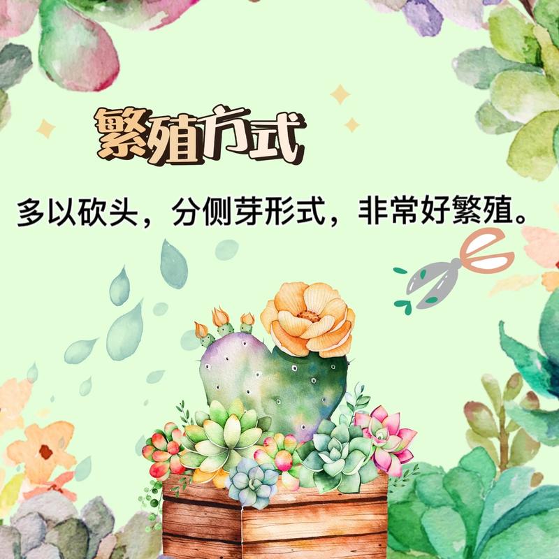 大型玉露怎么养,养好大型玉露六步曲