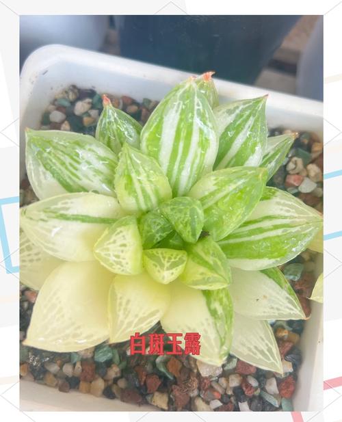 玉露如何管理和养护