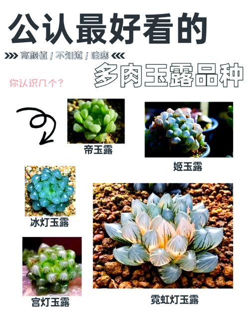 大型玉露怎么养