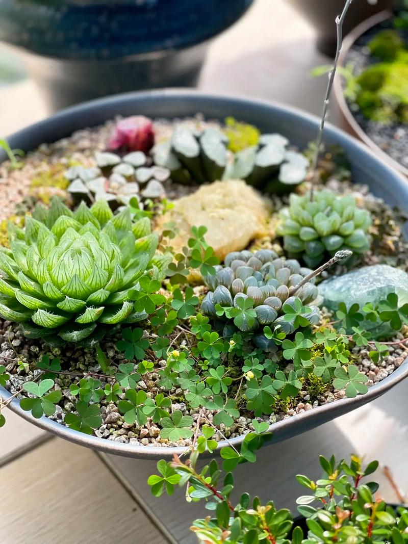 玉露多肉植物怎么养才养得又大又肥