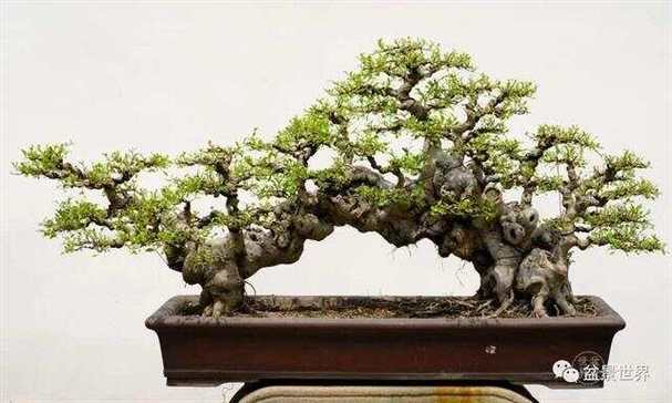 榕树盆景多少钱