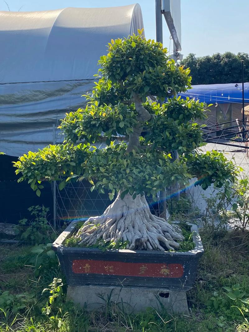 大型盆栽榕树多少钱