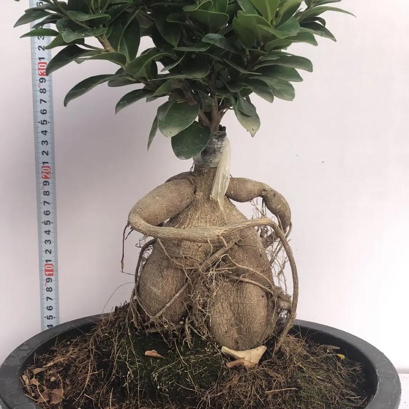 榕树盆景费用是多少?