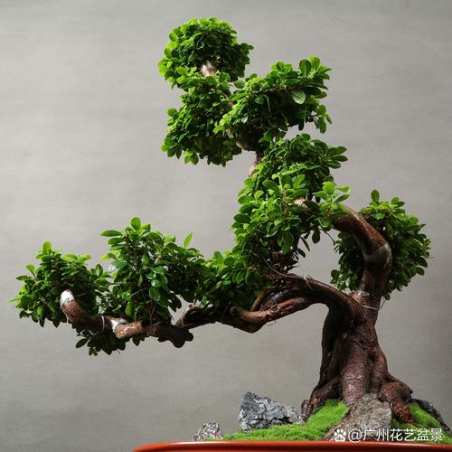 榕树盆景价钱如何