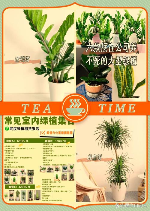 “上班族”养花首选这3种