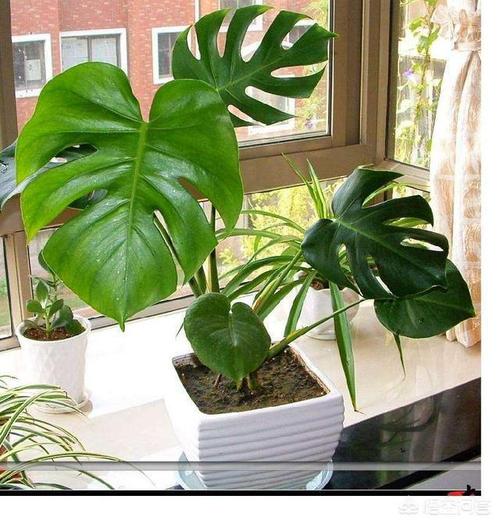 卧室最适合养这“3种”花