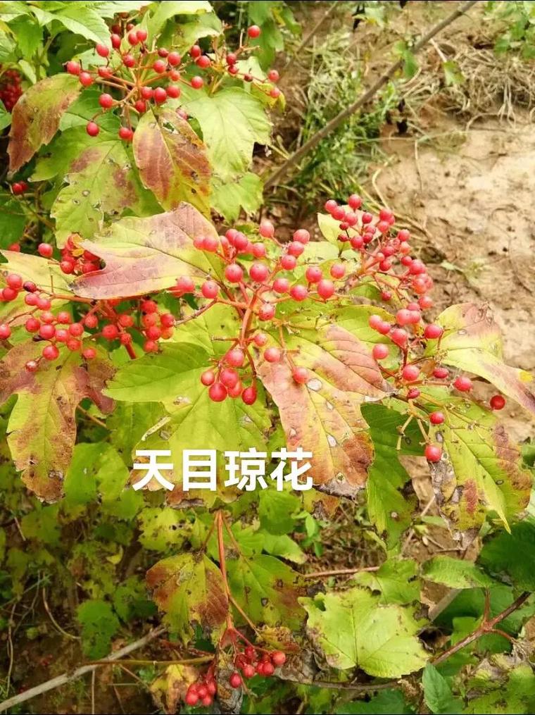 天目琼花的花语是什么(简述琼花的寓意和传说)