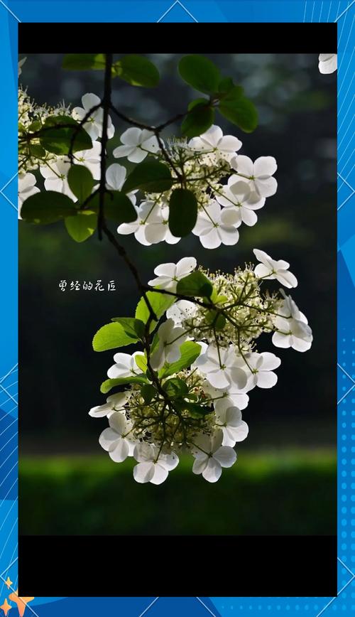 琼花的花语是什么,适合送给什么人