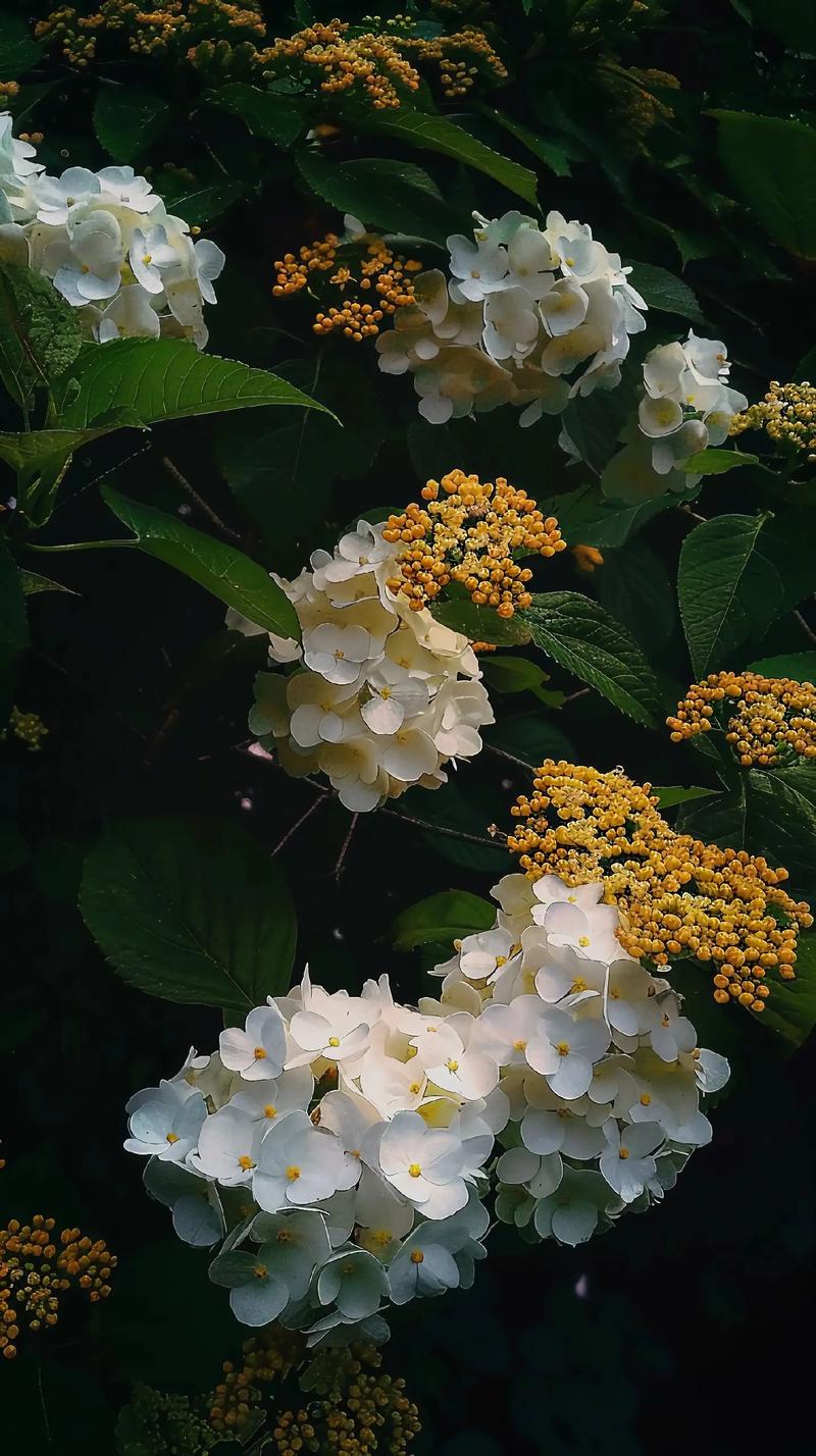 琼花花语是什么意思(了解琼花代表的象征意义)