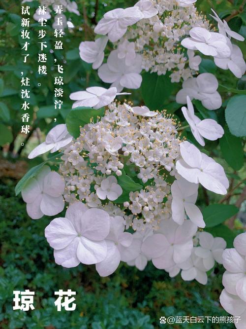 琼花的花语和传说