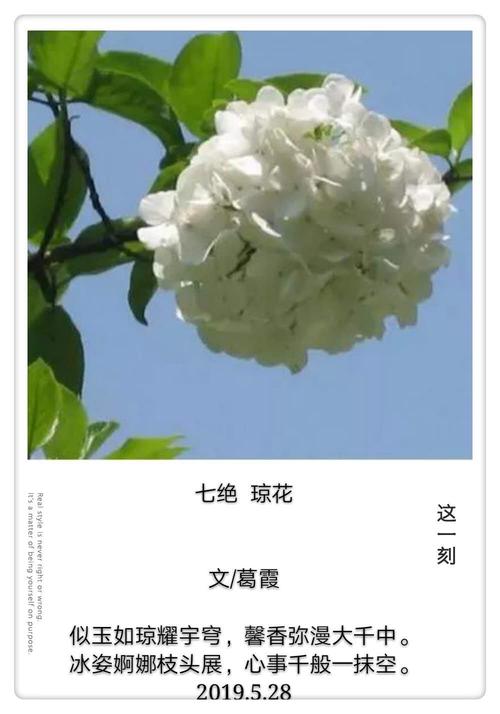 琼花花语是什么意思(关于琼花的含义和传说)