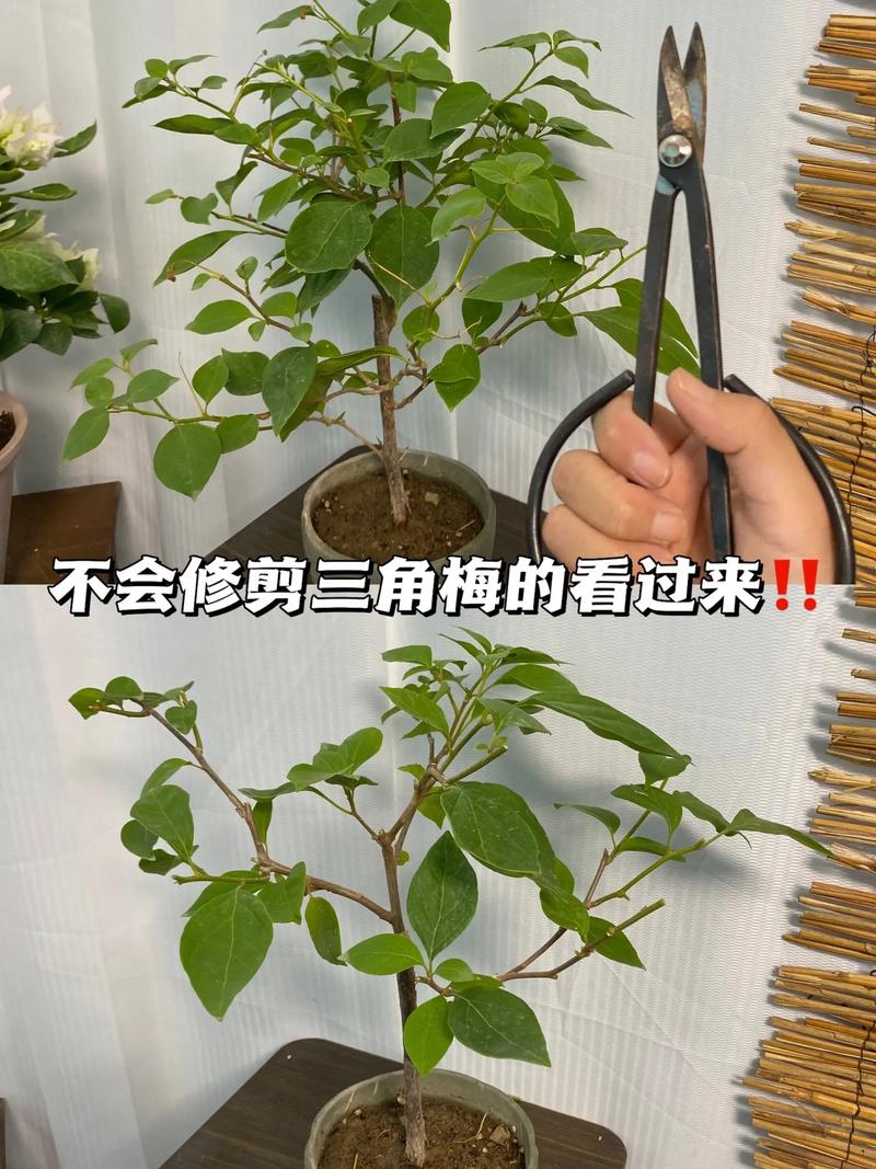 三角梅秋天可以修剪吗修剪可以插吗?