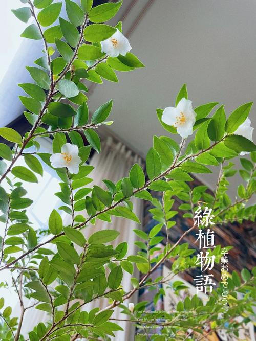 彩春峰会开花吗)