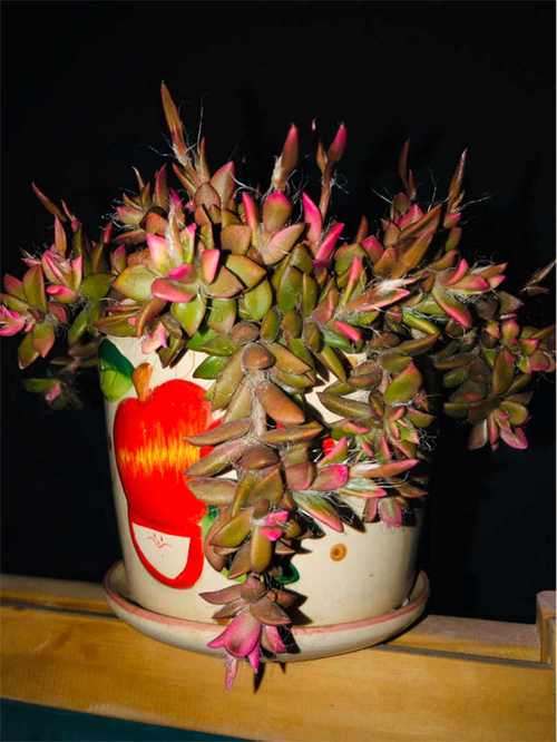 春梦殿锦有没有花和果实