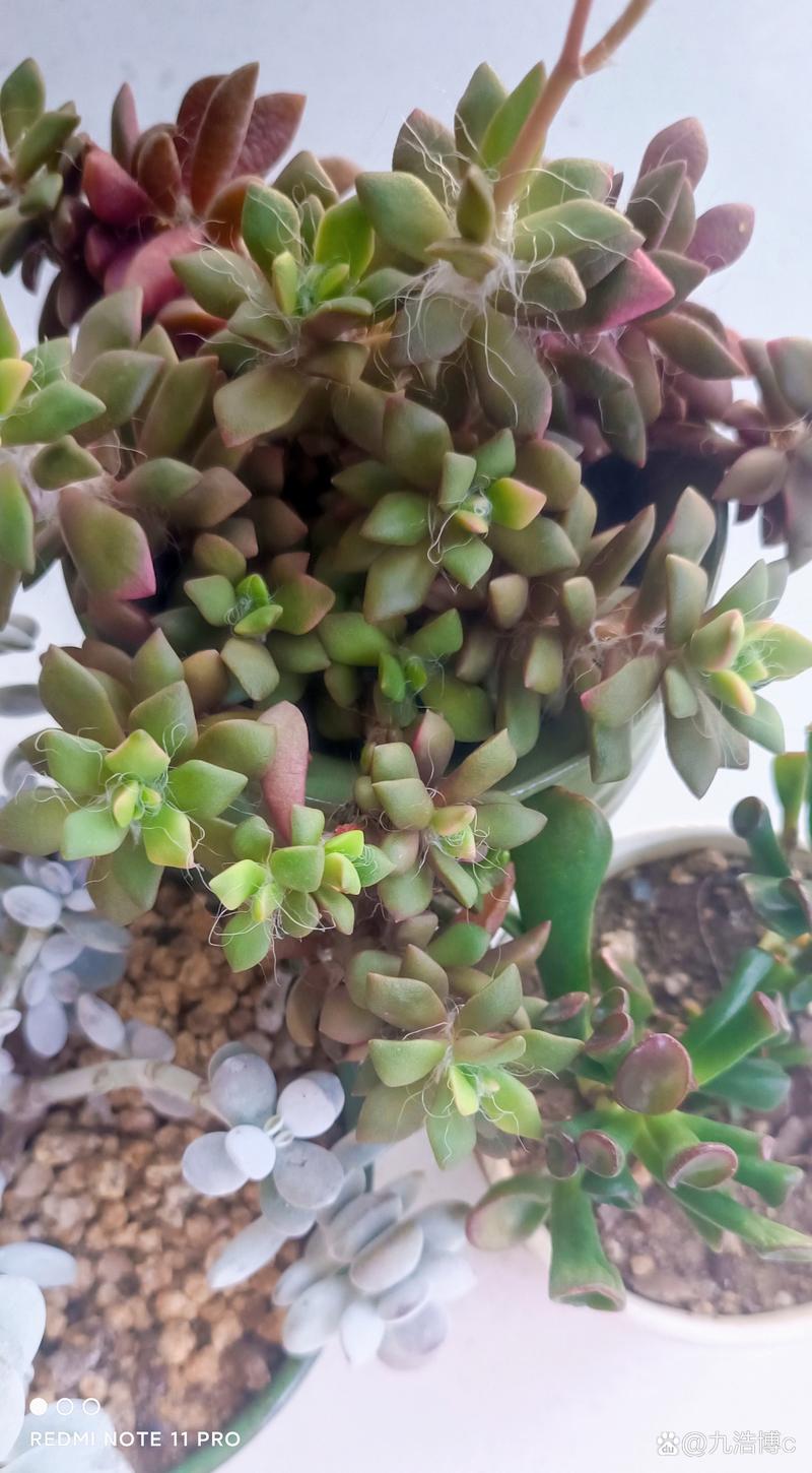 七月份养盆吹雪之松锦,不休眠还可开花,如何养呢?
