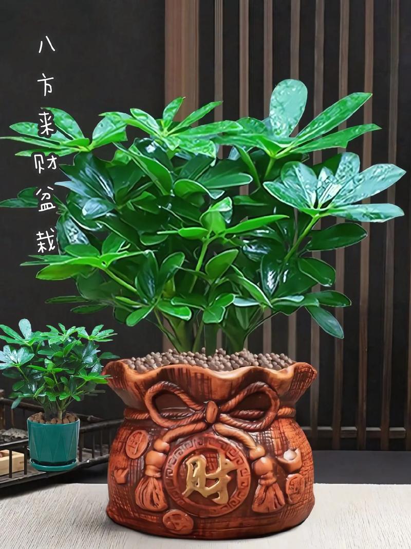四季常青的,又适合室内养的,寓意好的绿植有哪些?