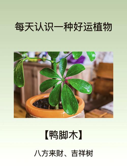 鸭脚木可以用啤酒浇吗