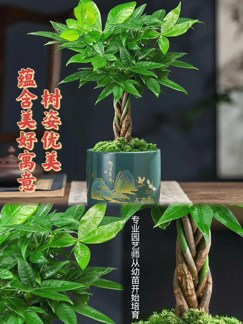 适合室内养的、寓意“招财进宝”的绿植有很多,你喜欢哪种?