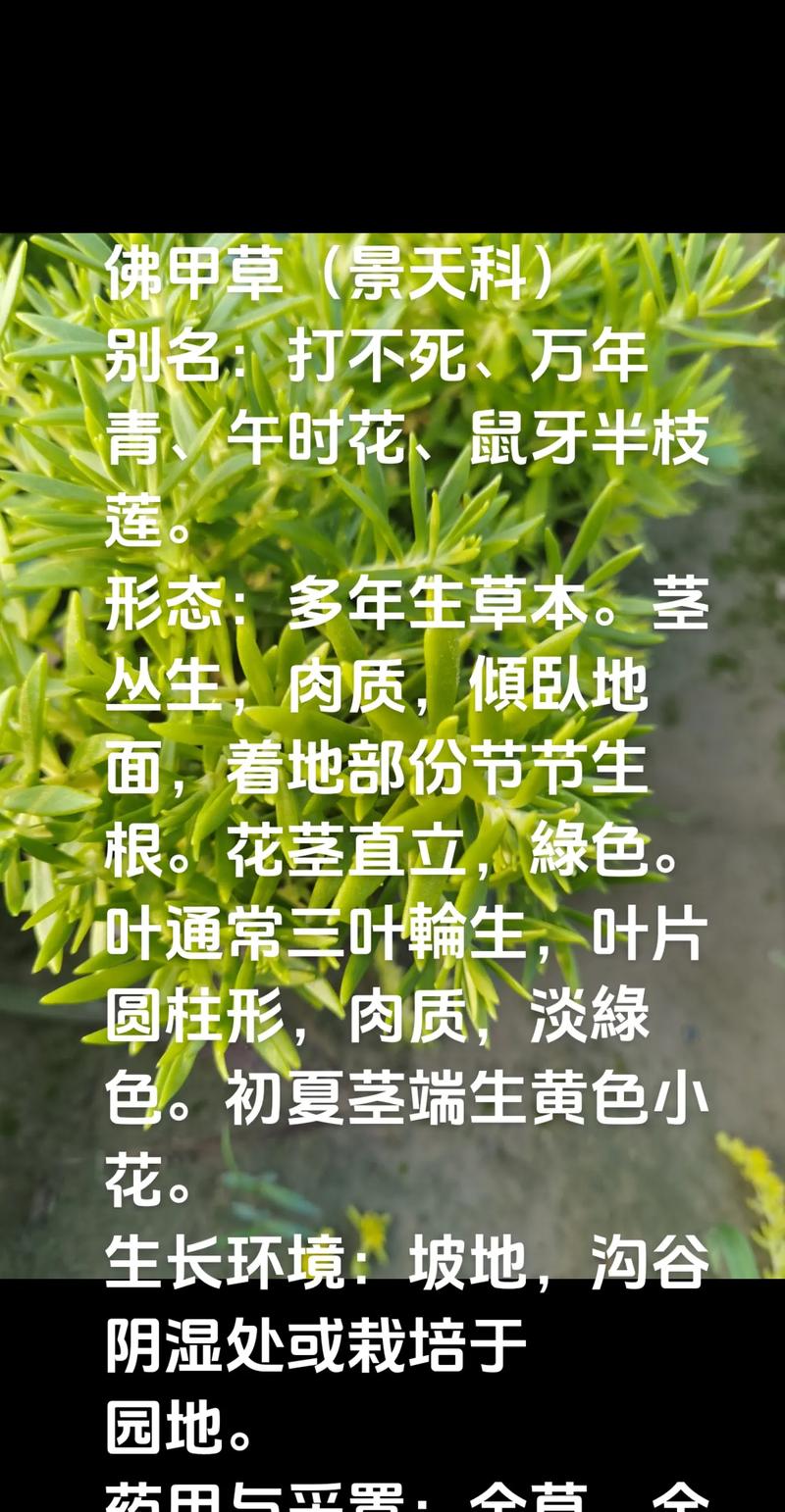 万年青的作用有哪些，万年青的疗效？