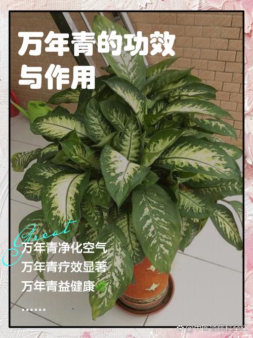 万年青有什么作用?