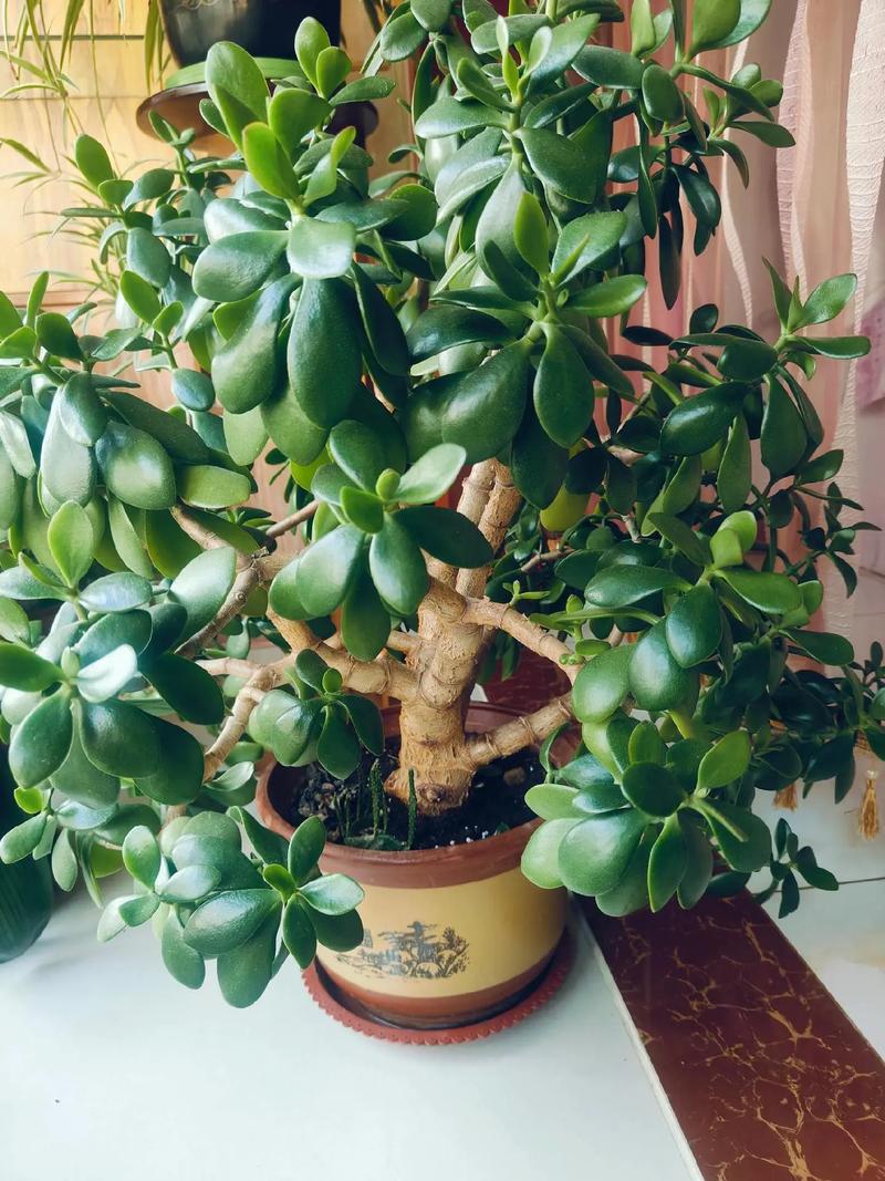 万年青的作用有哪些