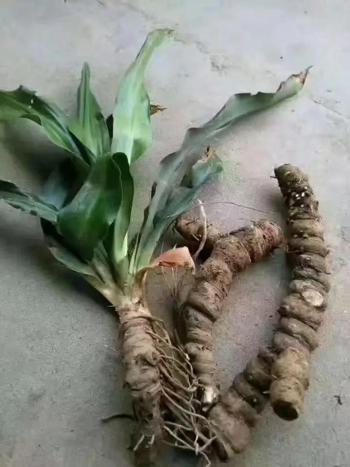 万年青有什么功能
