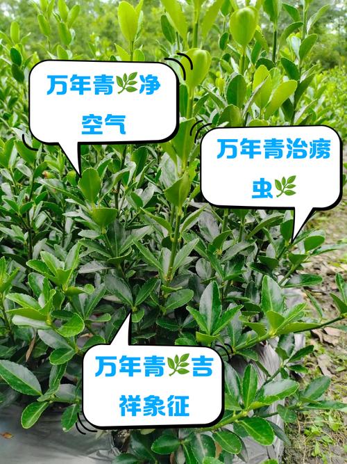植物万年青的功效与作用