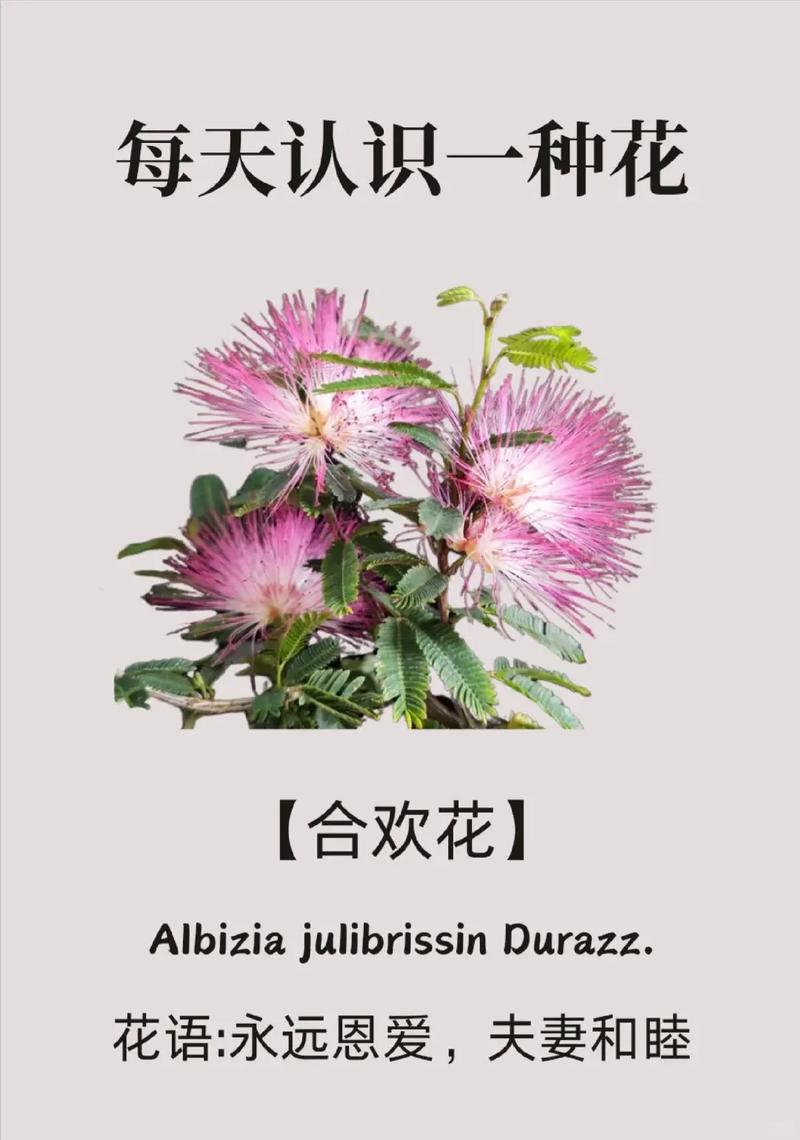 合欢花花语是什么