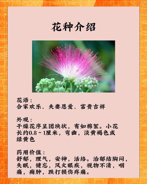 合欢花的寓意