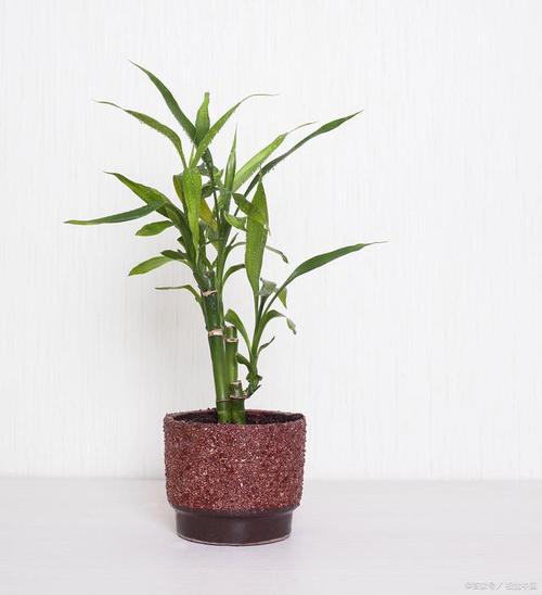 莲花竹怎么样养殖