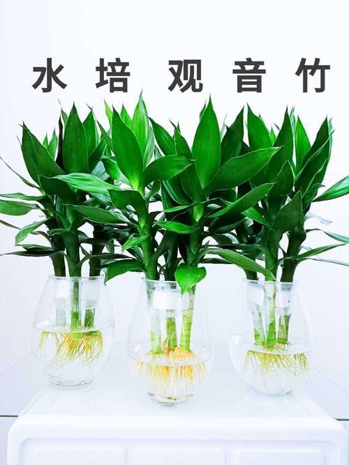 莲花竹怎么养才能爆盆