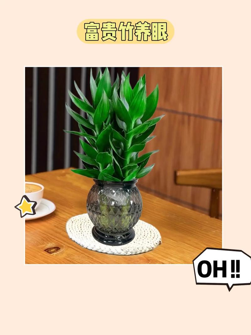 莲花竹水养方法
