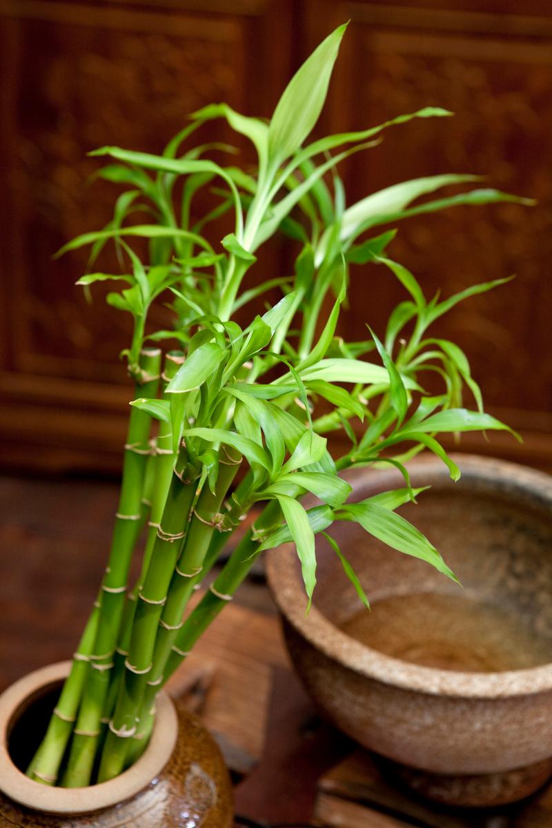 莲花竹的养殖方法