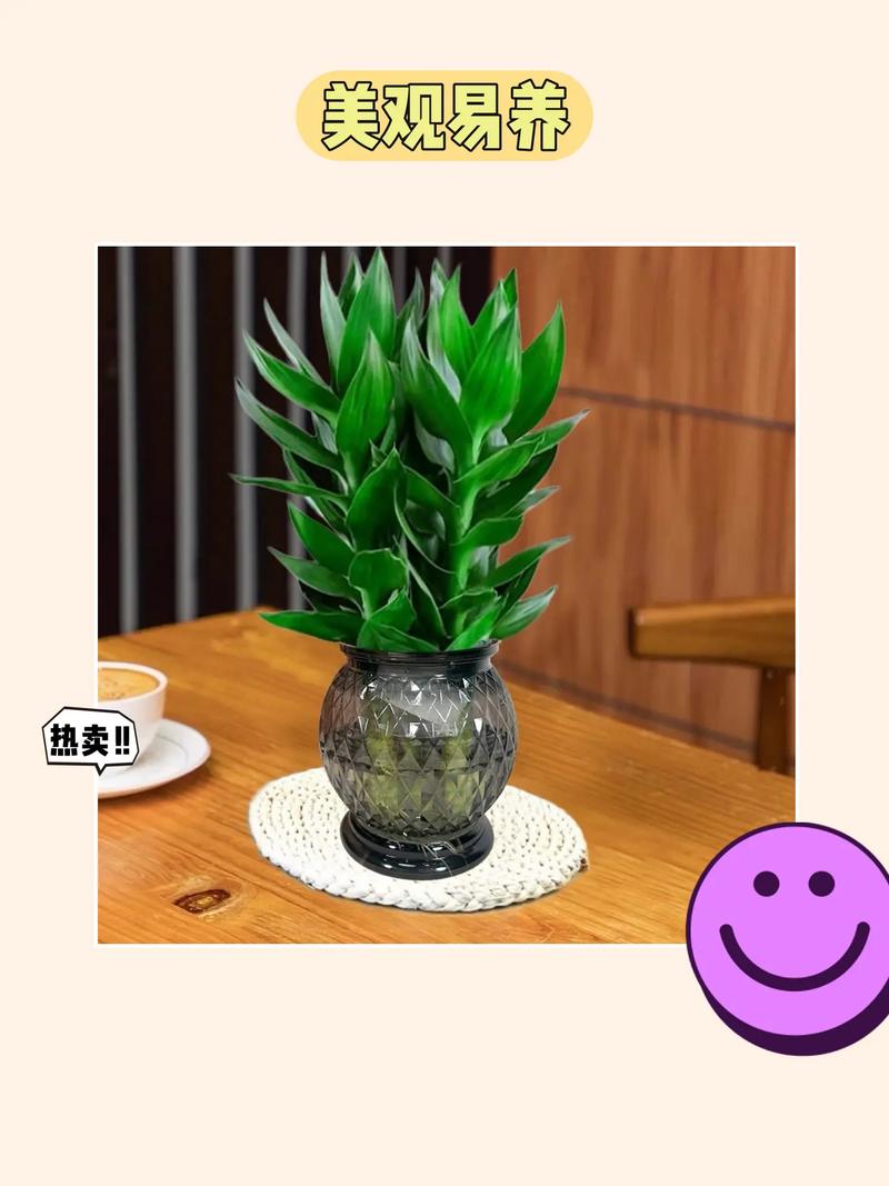 如何养莲花竹