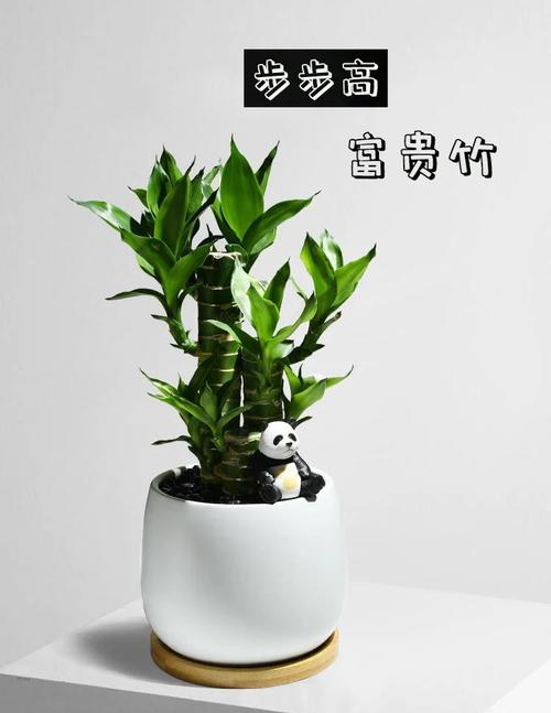 莲花竹怎么养才长得好