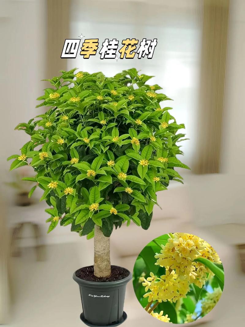 四季桂浇水时间和正确方法