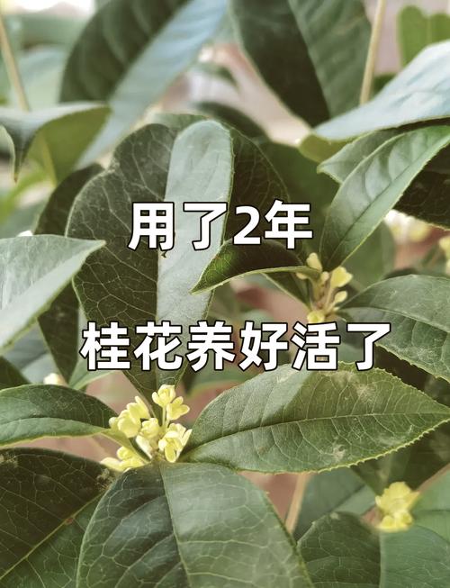 四季桂几天浇一次水
