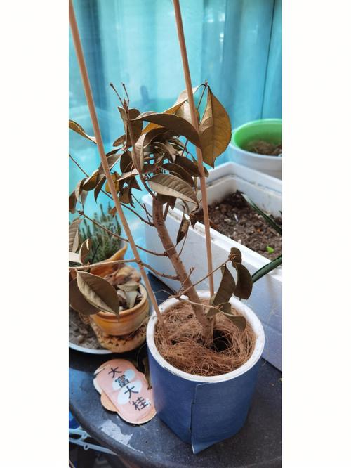 四季桂浇水的正确方法